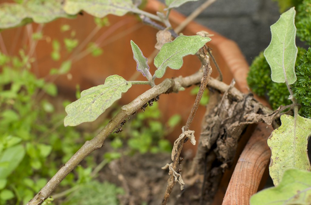 Gross Aphids on Eggplant Tried to get lady bugs to eat the… Flickr