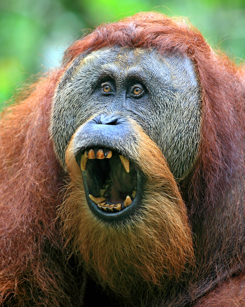 Sumatran Orangutan SE Asia is one of my favorite … Flickr