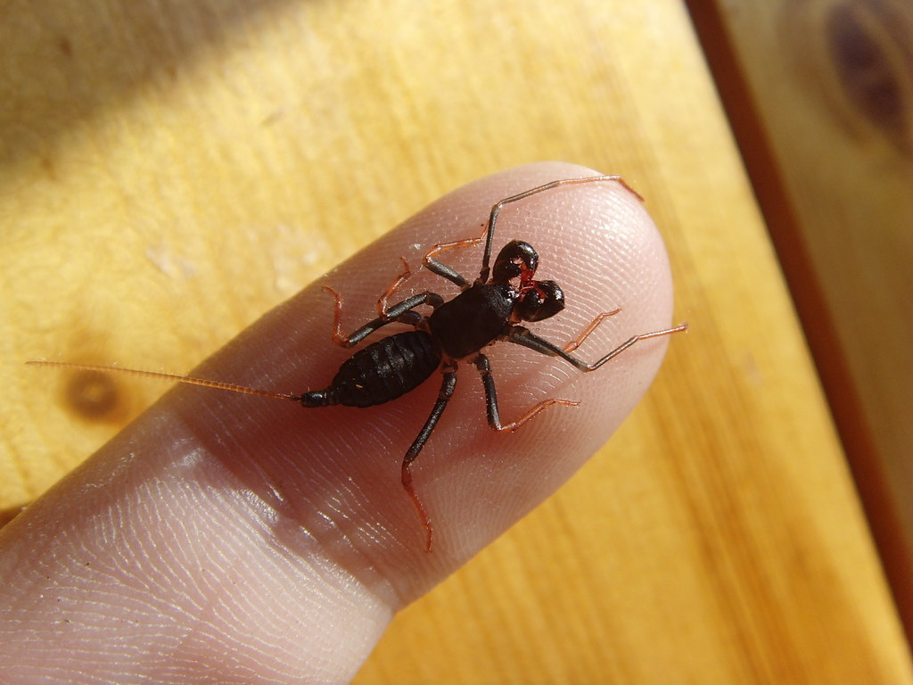 Baby vinegaroon One of her babs D mantidboy Flickr