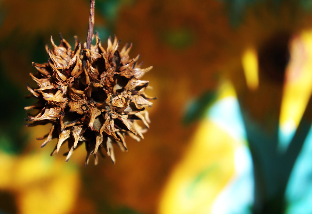 Sweet Gum Tree Seed Pod I've always thought these seed pod… Flickr