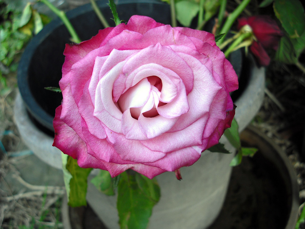 Pink rose flower Probably a type of Hybrid Tea species, bu… Flickr