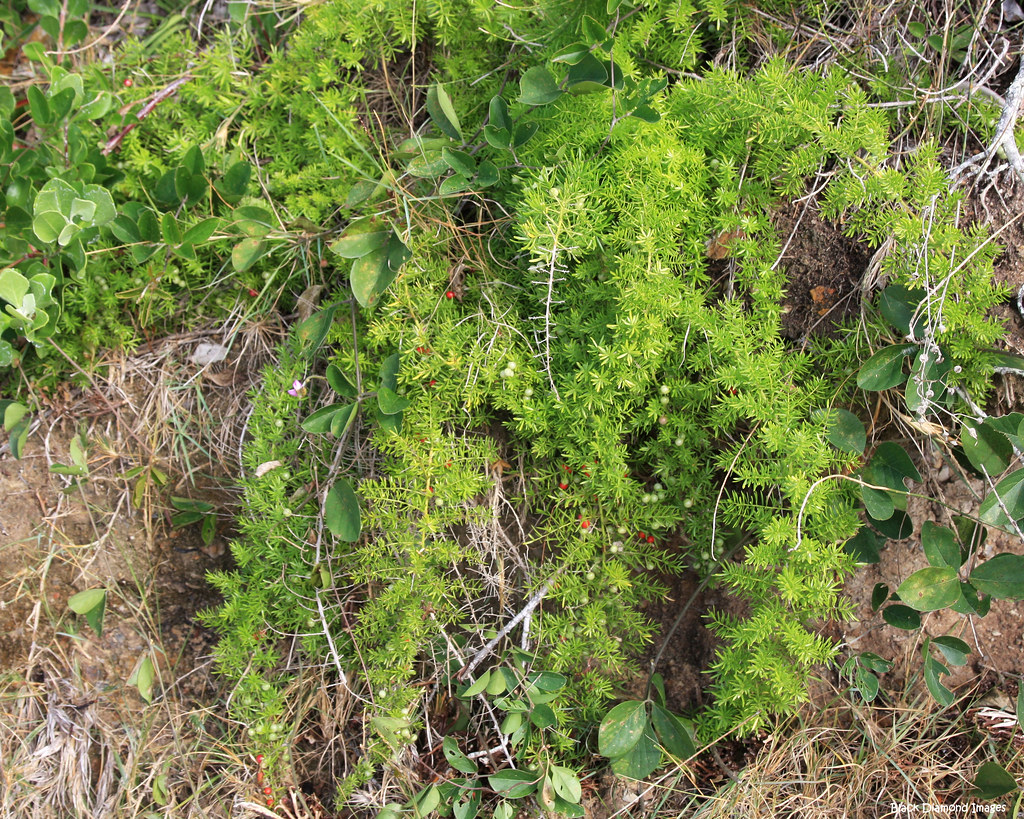 Asparagus aethiopicus Asparagus Fern, Ground Asparagus, … Flickr
