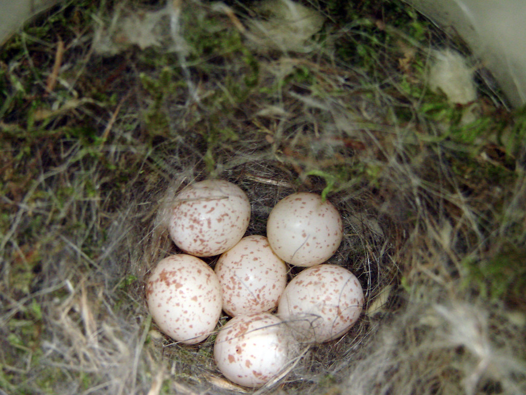 Blackcapped Chickadee nest with six eggs Laura Erickson Flickr