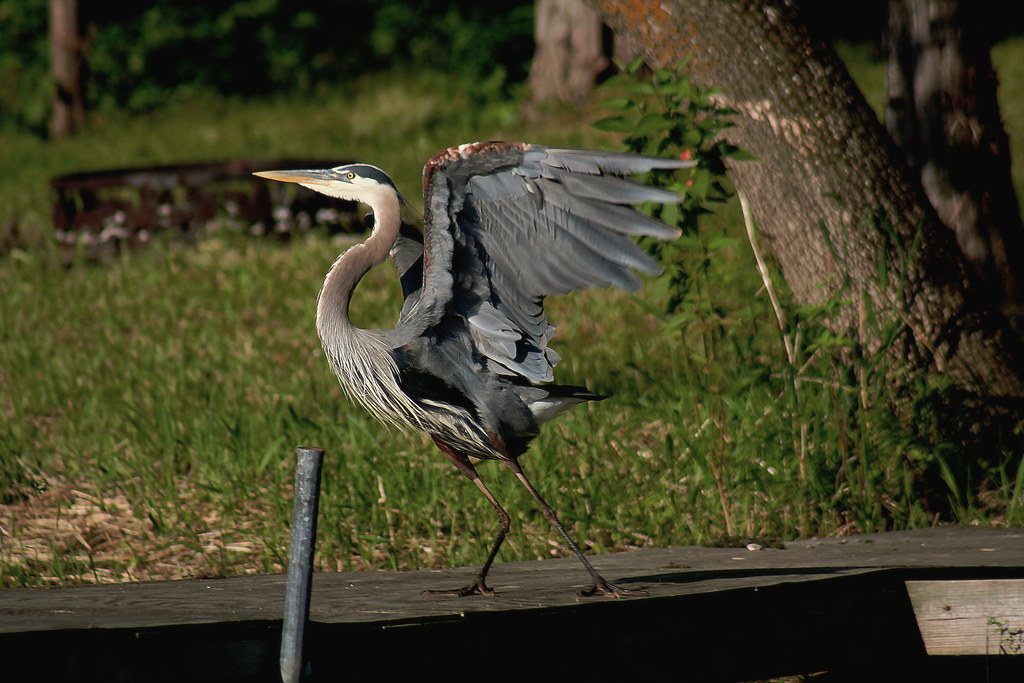 Minnesota Heron A great blue heron preparing to take off f… Flickr