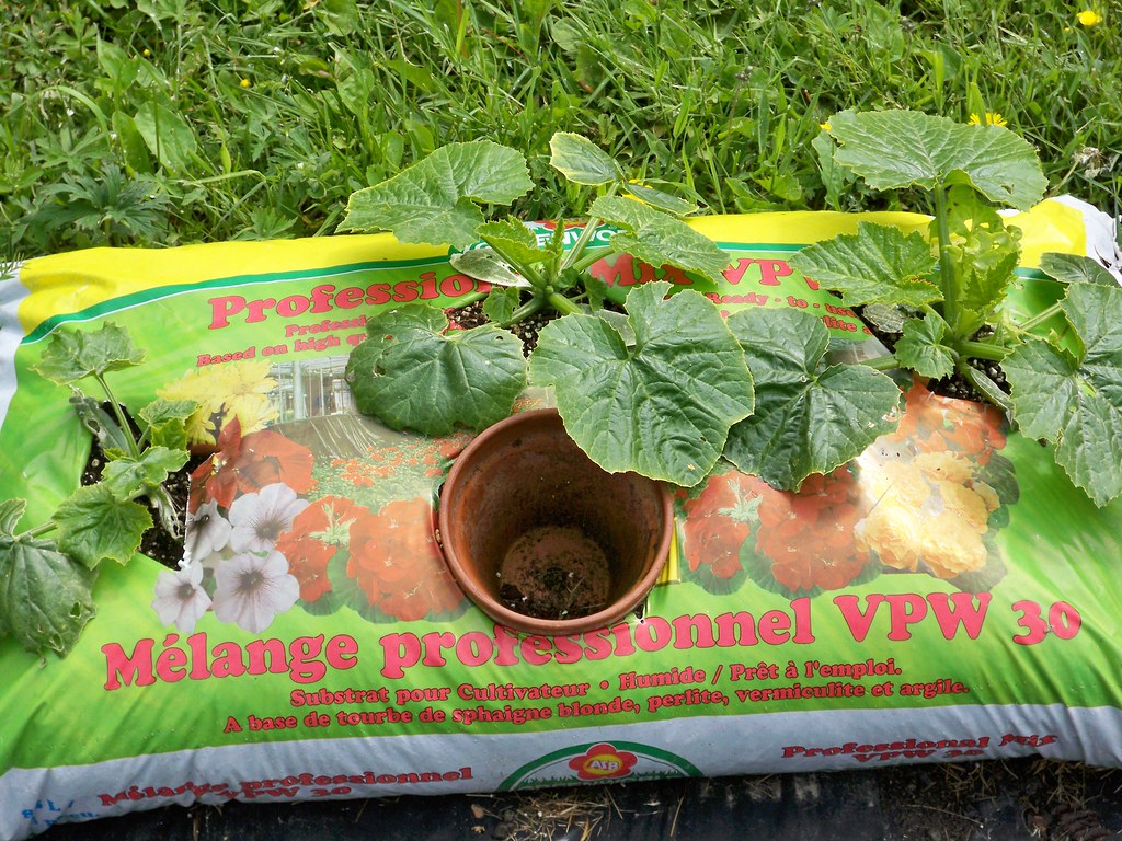 Zucchini in grow bags Dale Calder Flickr