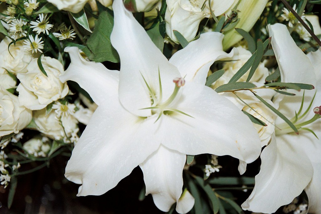 White Stargazer Lily Giant Supermarket letsgopitt Flickr