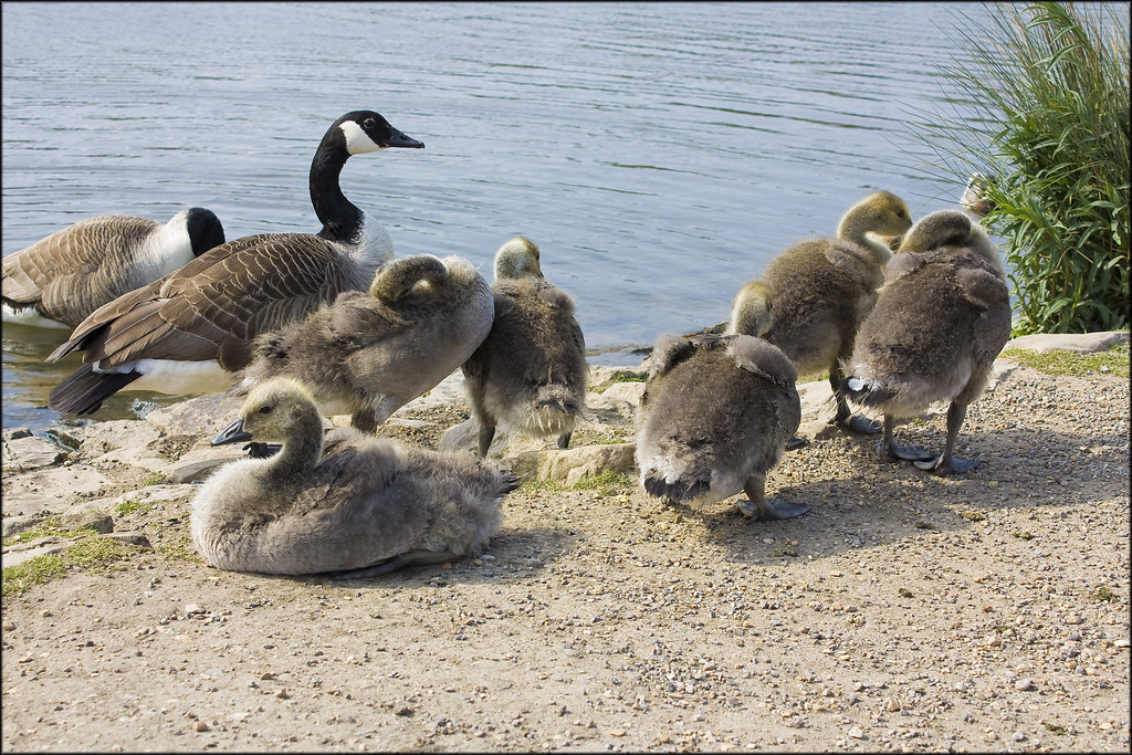 Young Canada Geese Goslings Young Canada Geese with parent… Flickr