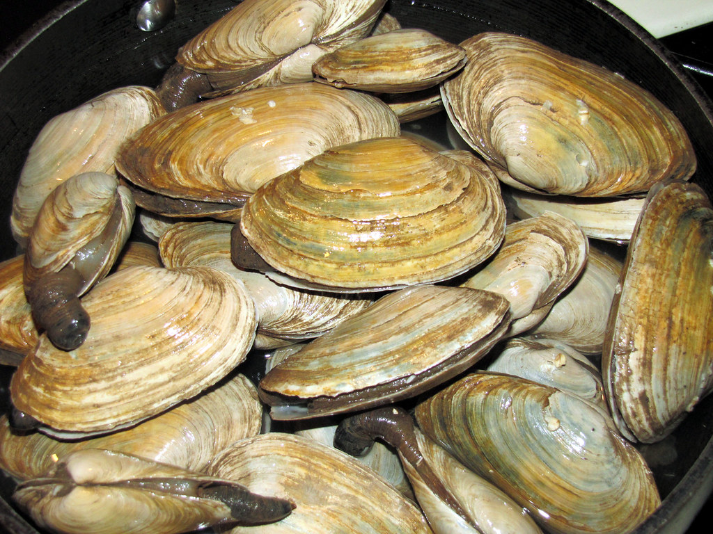 Ipswich clams pre steaming Ken Horner Flickr