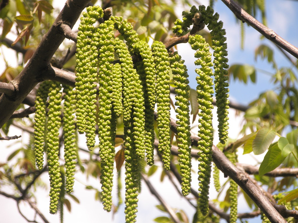 Diófa barka virágja (Juglans regia) / Catkin of walnut tre… Flickr