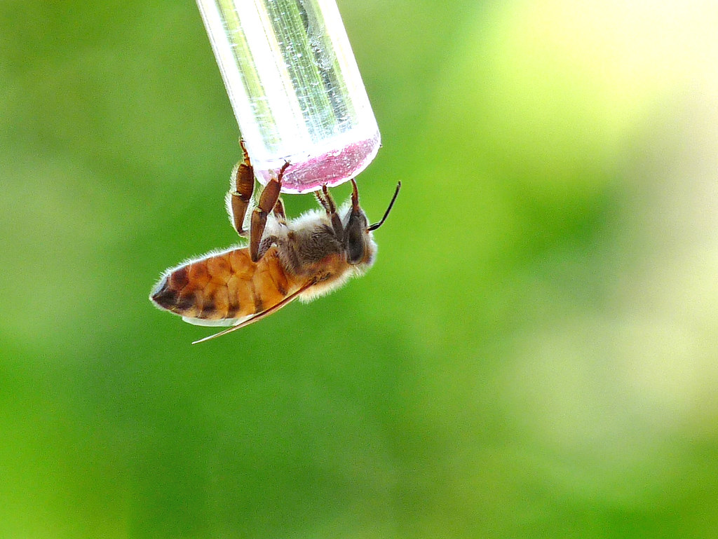 Bee at the feeder. Bees like sugar water too! EdwardKT Flickr