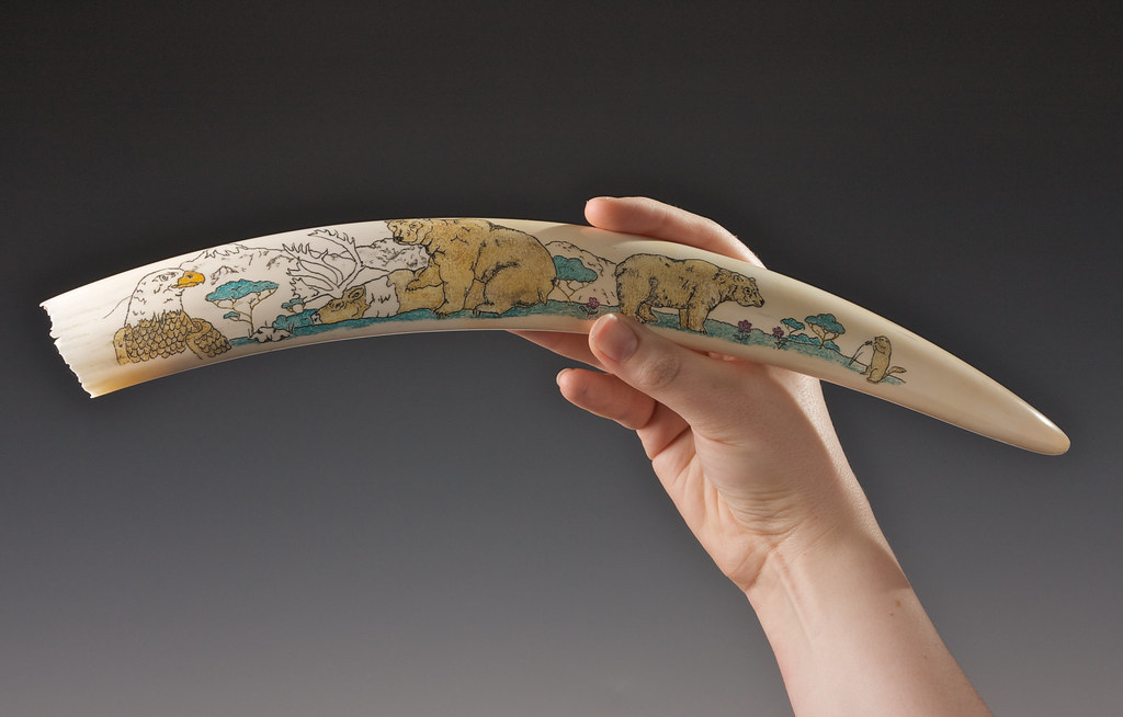 2035 Walrus Tusk Colored Scrimshaw Walrus Tusk Colored S… Flickr