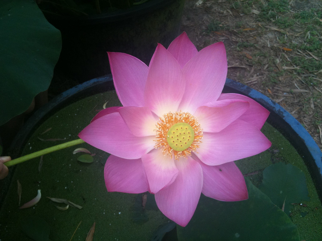 SinglePetal Lotus This is a lotus flower (singlepetal va… Flickr