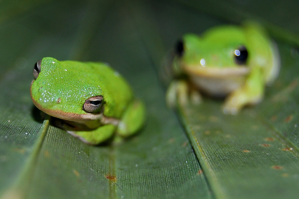 Green tree frog pair, Shark Valley, Everglades National Pa… Flickr