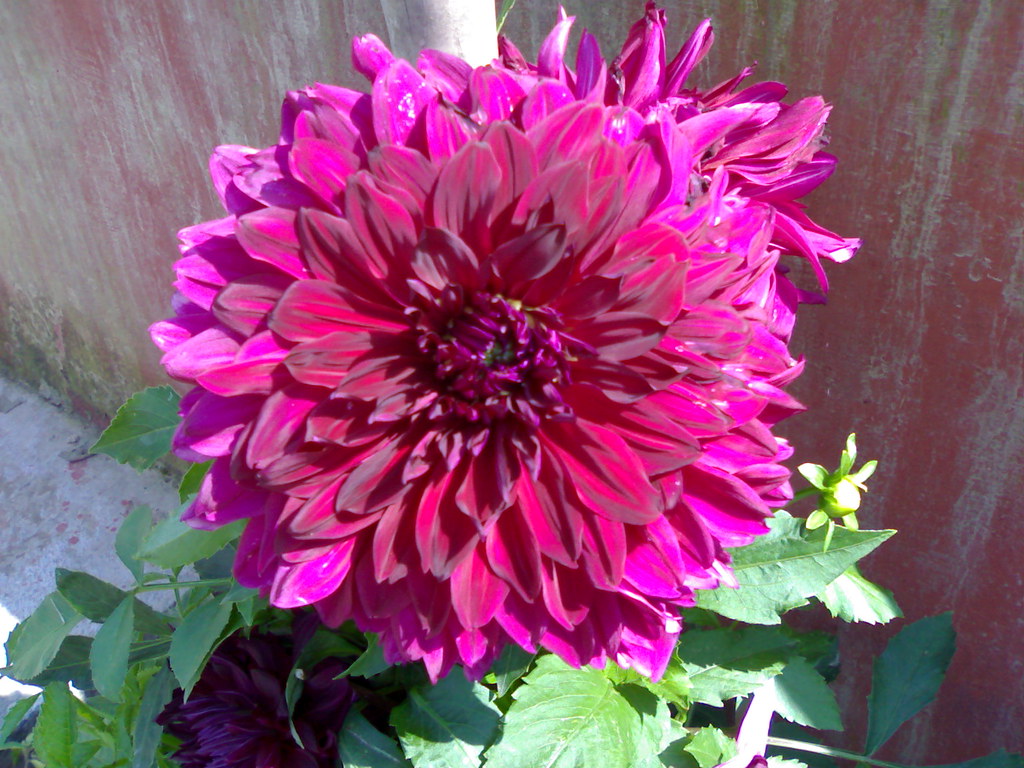 Delia Flower Hardish Gill Flickr