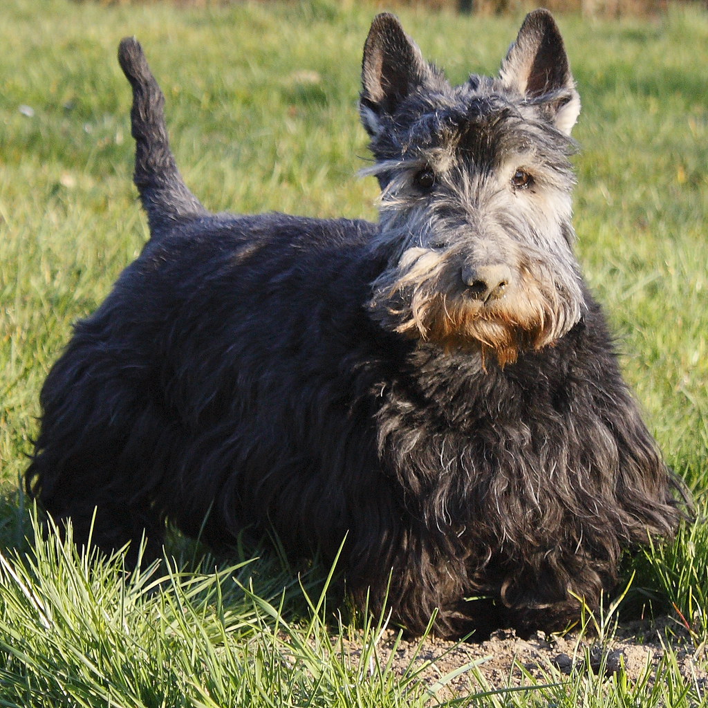 Scottish Terrier Mon très cher chien, un Scottish Terrier Alexandre