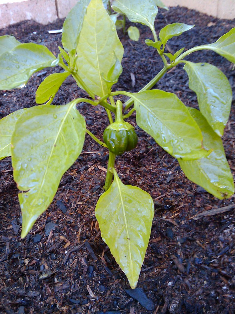 Baby bell pepper plant in my organic garden This is the fi… Flickr