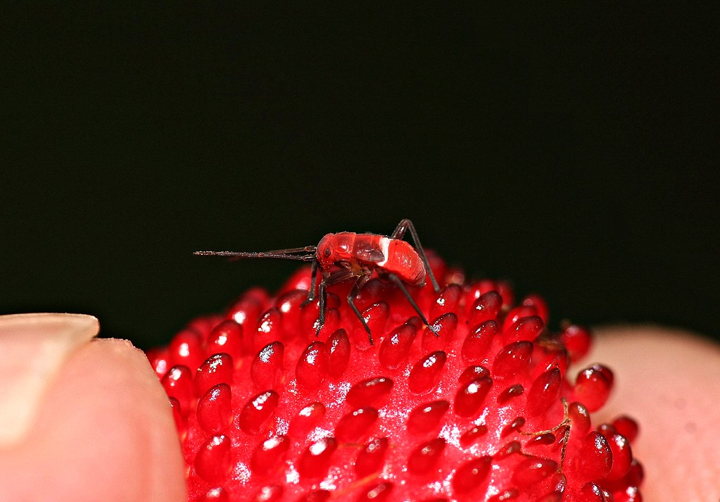 Wild Strawberry Bug I was about to pop this wild strawberr… Flickr