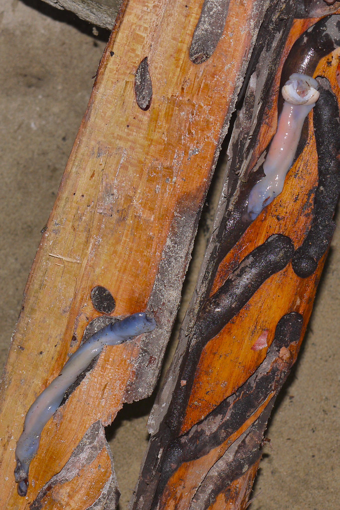 Tamilok wood worm! Palawan Delicacy! Woodworm in the w… Flickr