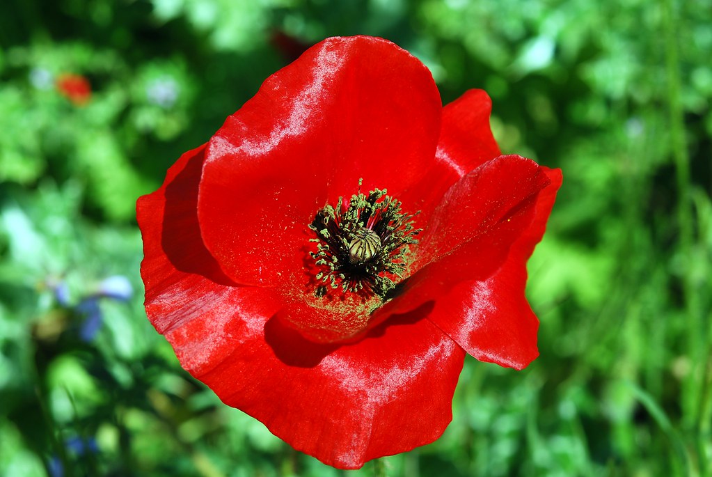Amapola, Poppy Flower Victor Bayon Flickr