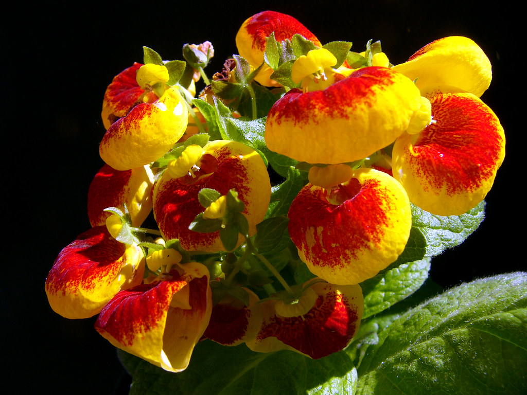 Pocketbook plant The pocketbook plant's unique blossom sha… Flickr