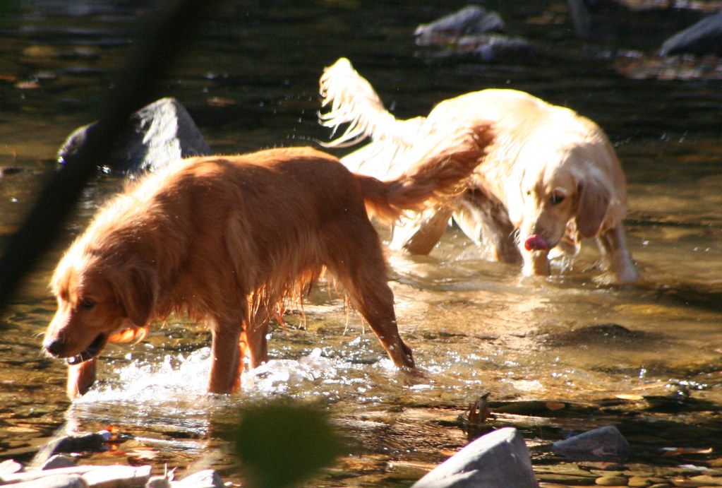 Dogs in trout steam, West Virginia, October 2008 ⓒTod Anth… Flickr