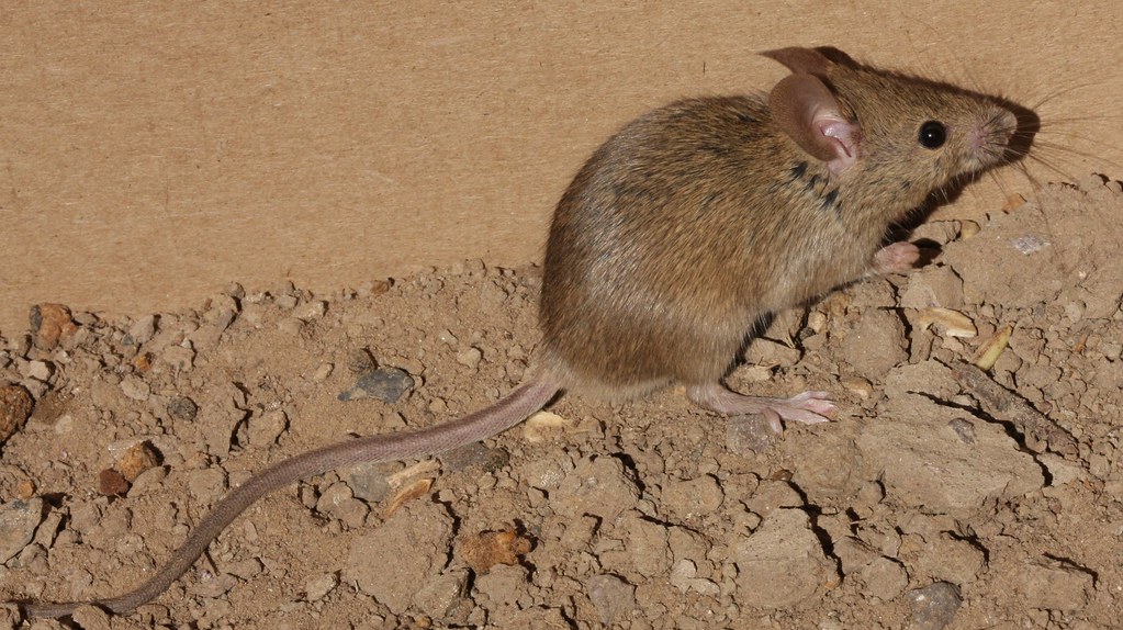 House Mouse (Mus musculus) Nonnative species. From a fera… Flickr
