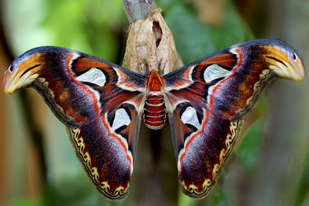 SNAKE BUTTERFLY MARIPOSA SERPIENTE better view IN BLACK … Flickr