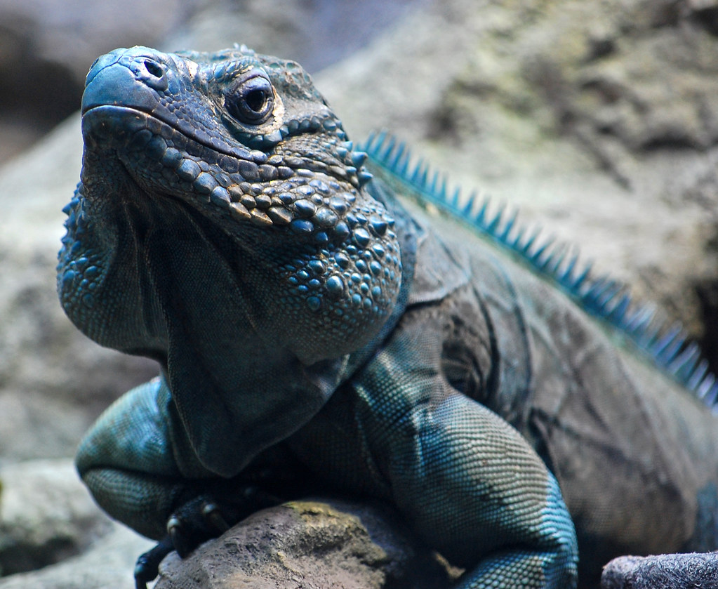 grand cayman blue iguana Looks pretty good large.... D A … Flickr