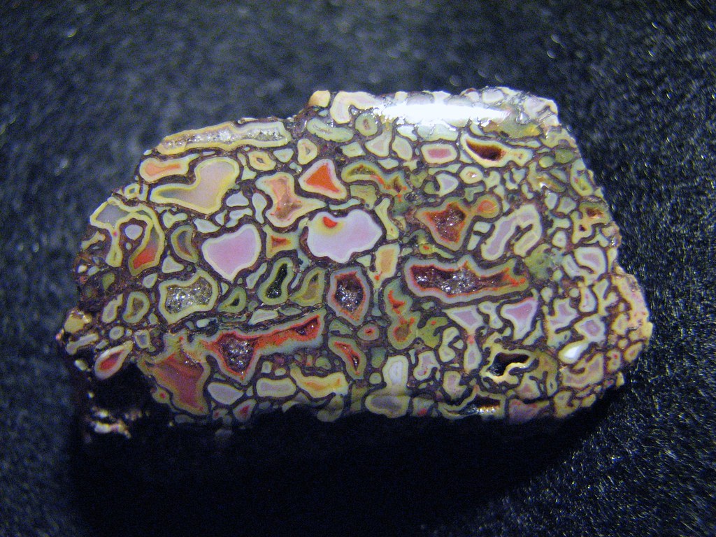 Osso de dinossauro ornamenta anel como pedra preciosa Matéria Incógnita