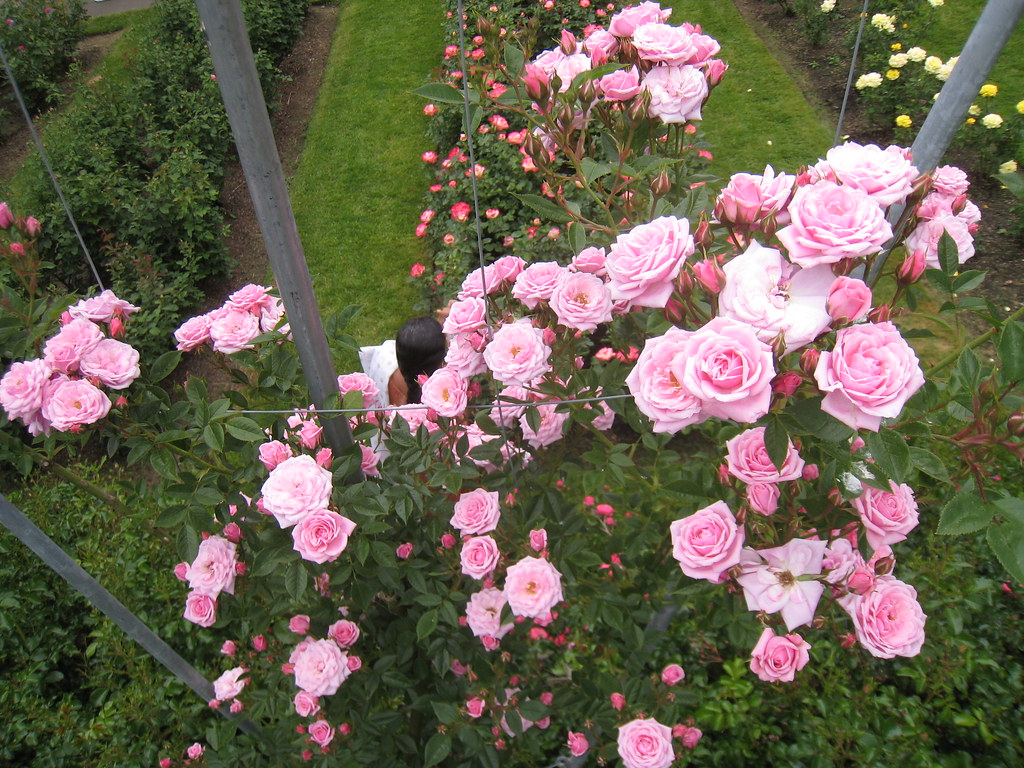 'Jeanne Lajoie' miniature climbing rose 'Jeanne Lajoie' mi… Flickr