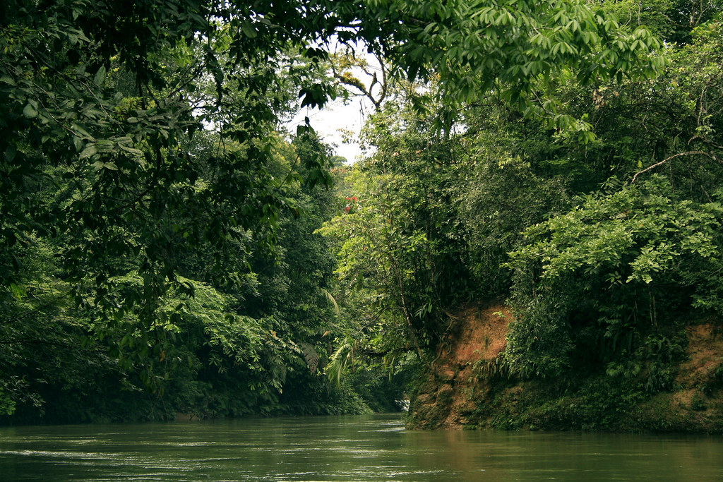 Bosque húmedo tropical Por los poderes de Heráclito Flickr