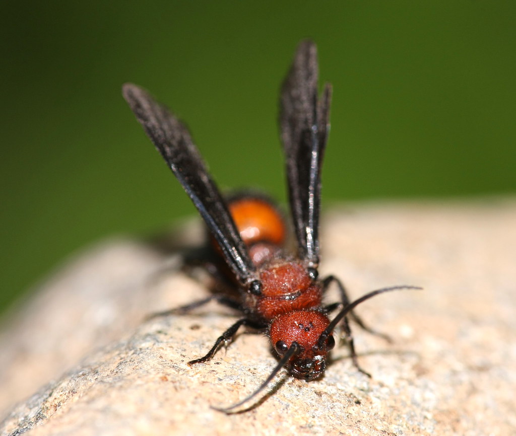 Velvet Ant The male velvet ant has wings unlike the female… Flickr