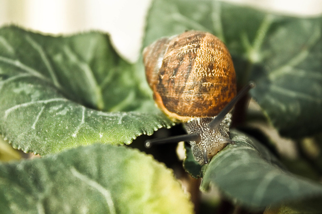 Snail eating our flowers snail eating our flowers in our b… Flickr