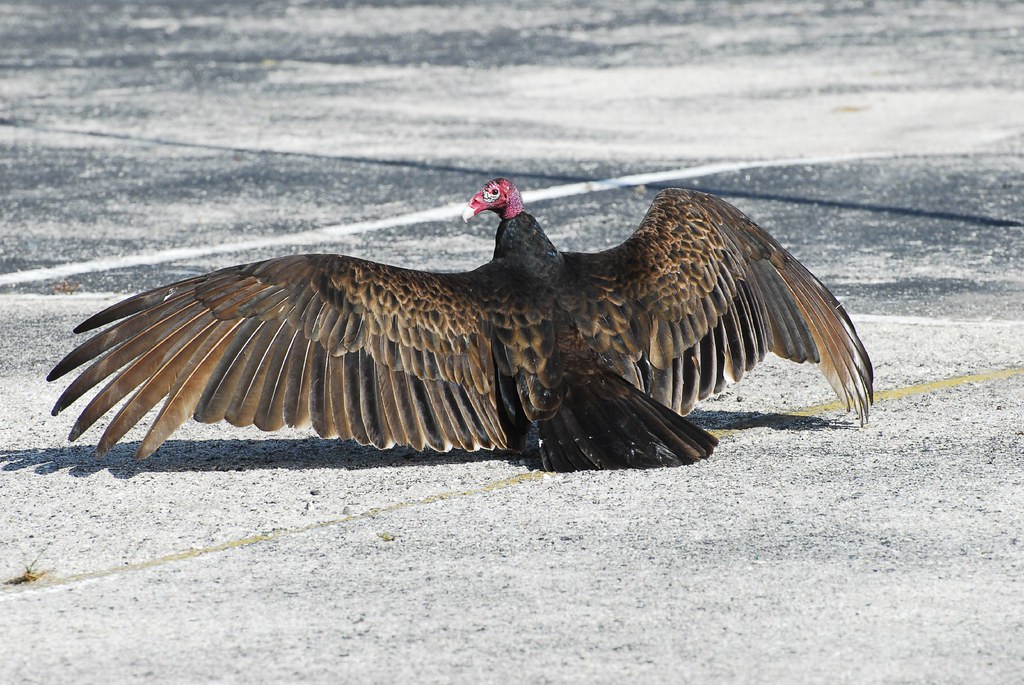 Turkey Buzzard Wing Span is almost Six Feet LM D200 © Al… Flickr