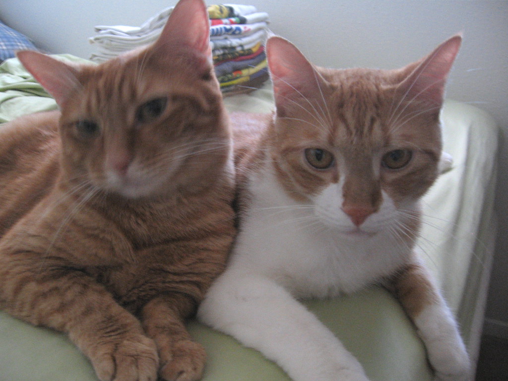 Janus cats 2 Satchelle teaching Willie D how to pose. Melanie Flickr