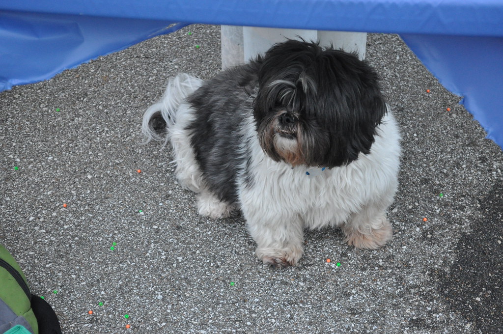 Stanley The World's Largest Shih Tzu 40 lbs!!!! Stanley … Flickr