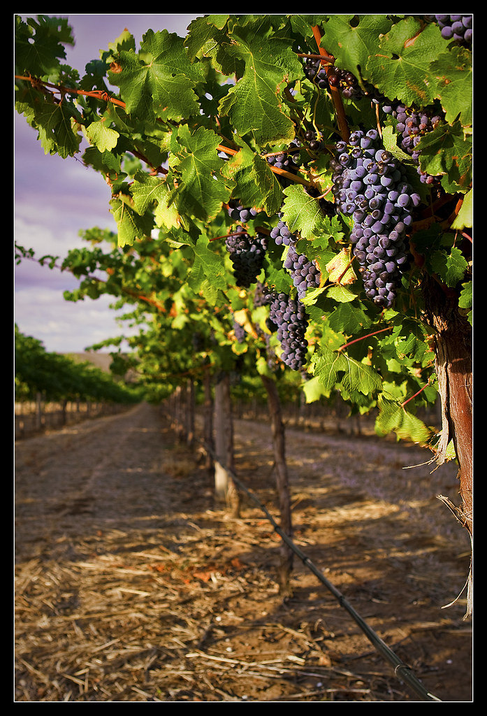 Jacob's Creek Rowland Flat, Barossa Valley, SA 2009 Finall… Flickr