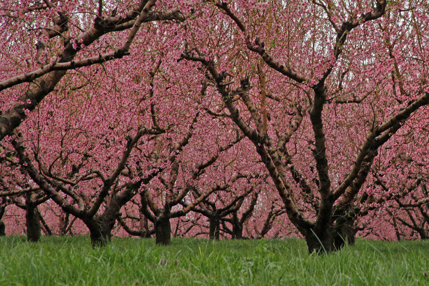 Southern Illinois Peach Trees Photo taken north of Cobden … Flickr