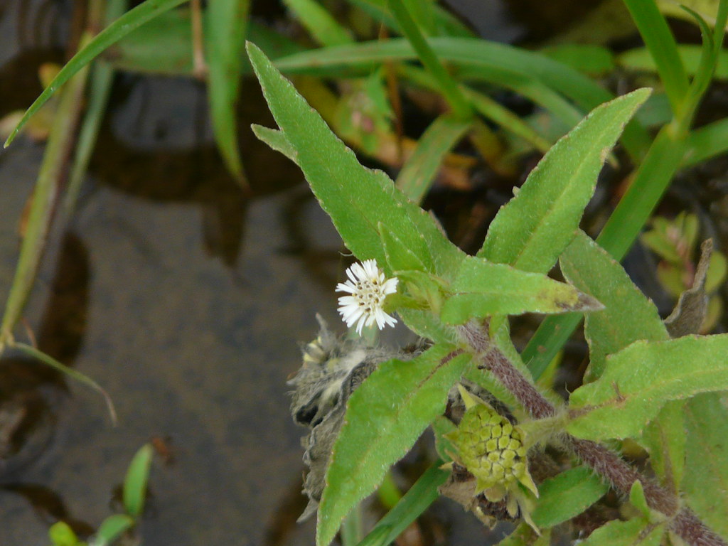 Bhringaraj (Marathi भृंगराज) Asteraceae (aster, daisy, or… Flickr