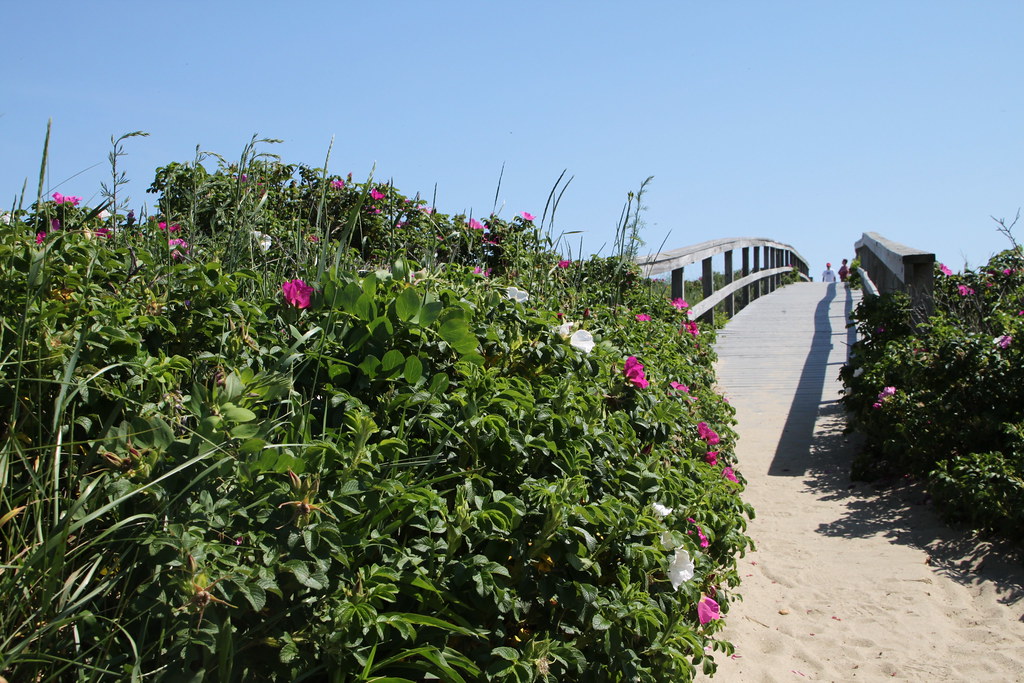 Beach Roses on Cape Cod Day 158/ 365. "beach roses" at the… Flickr