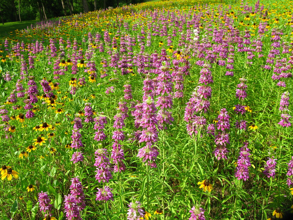 Oklahoma Wildflowers OakleyOriginals Flickr