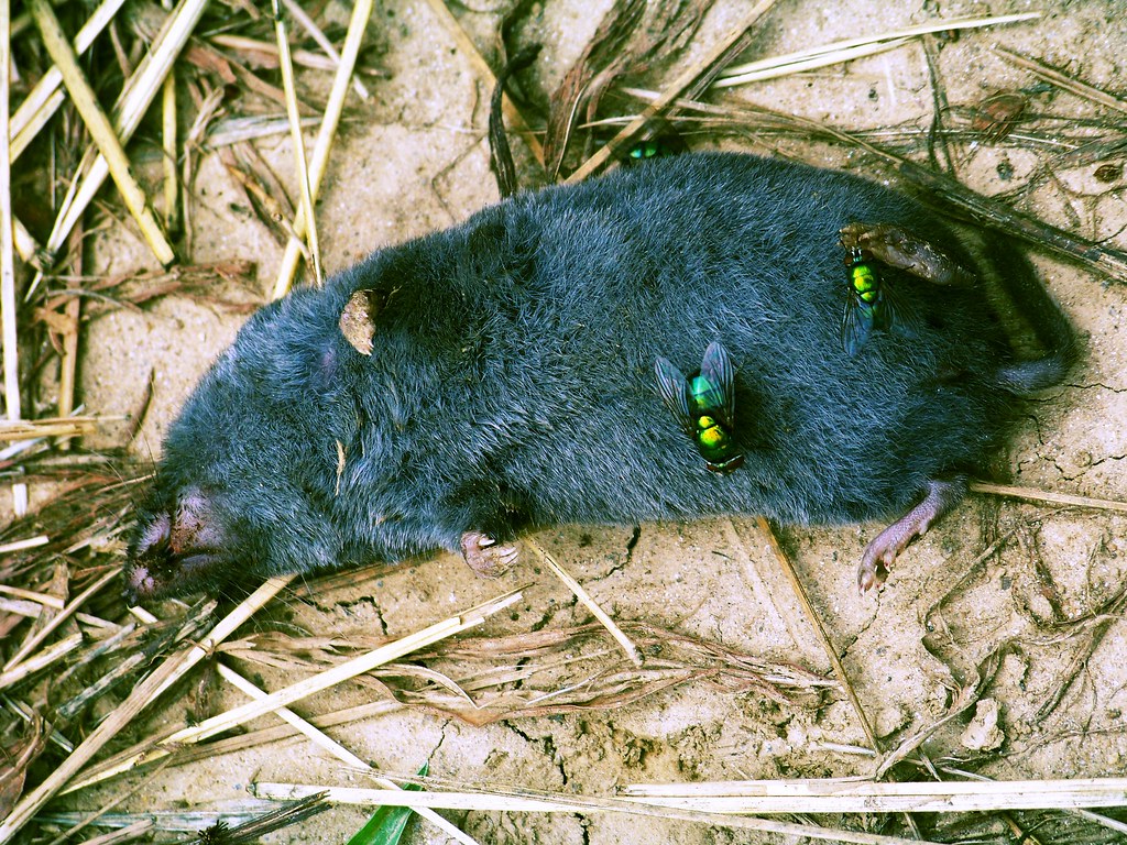 im eating rat poison for dinner dead rat. flies. grotesque… Flickr