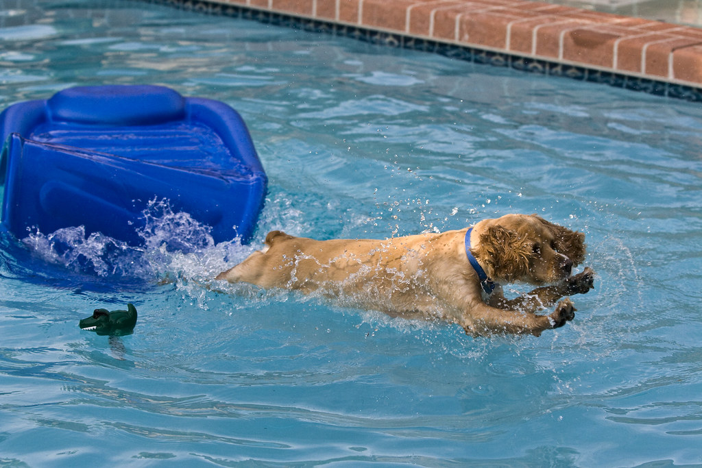 Swimming Lessons My friends dog jumping in the pool take… Flickr