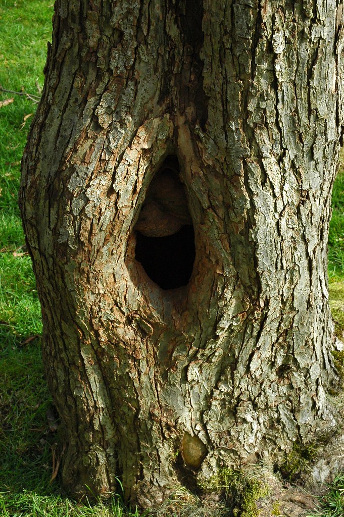 Tree's Natural Knot, perhaps a hidey hole for creatures? U… Flickr
