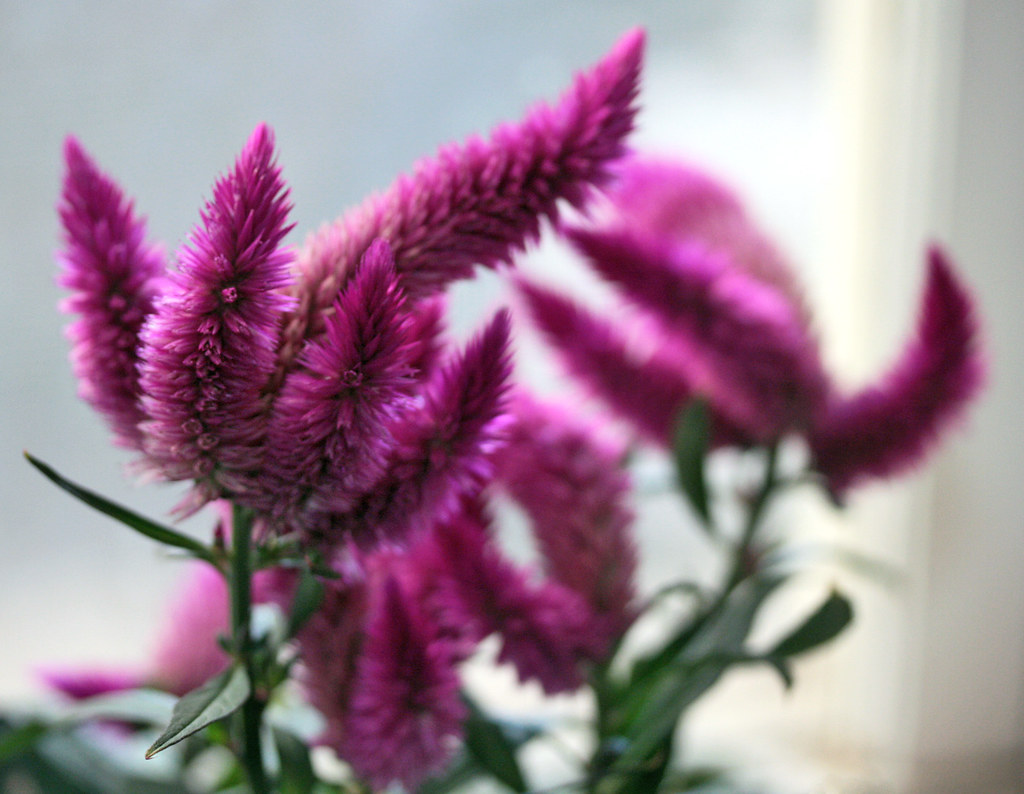 Cattail Flowers, Purple Blooms Does anyone know the ID of … Flickr