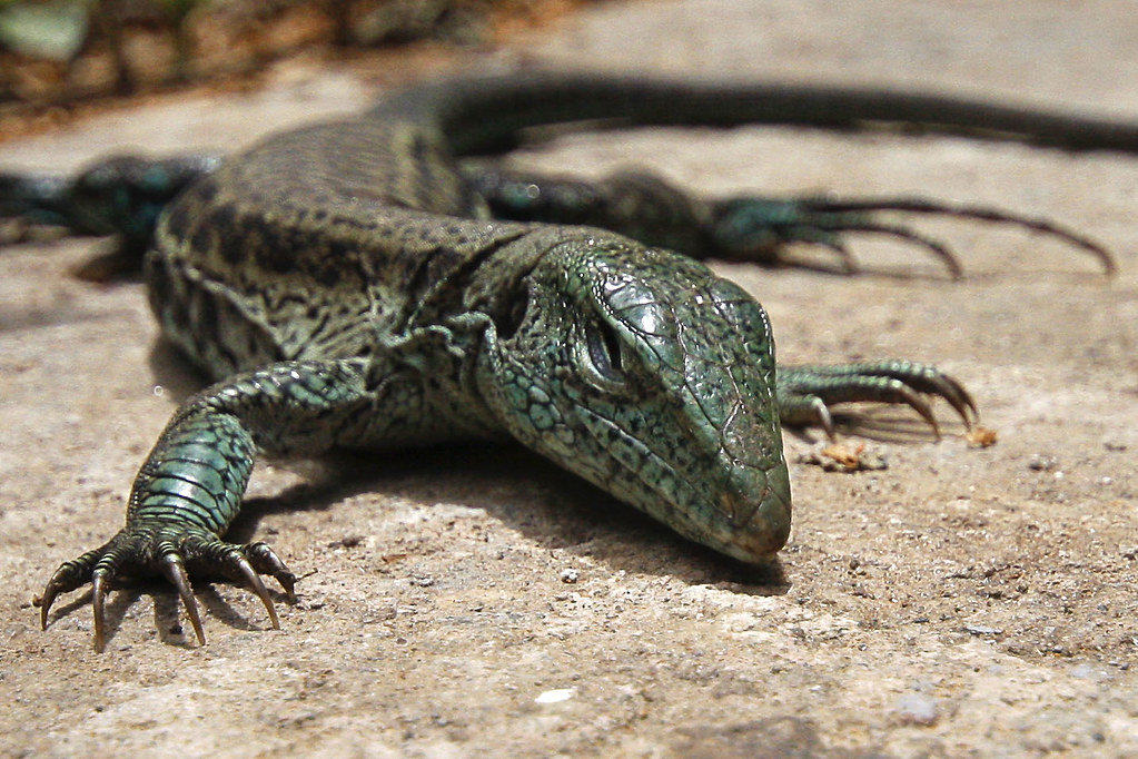 big lizard in my backyard Behind Saver Fireworks at the S… Flickr