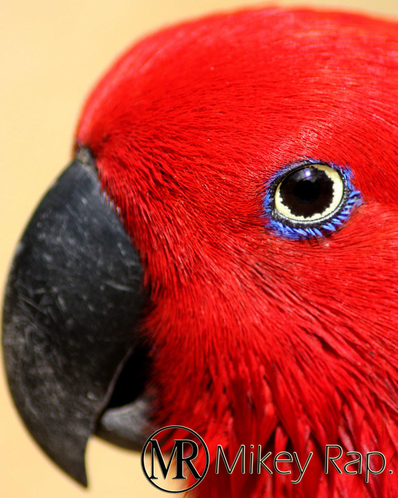 Eucalyptus Parrot Taken at Barbados Graeme Hall Nature San… Michael