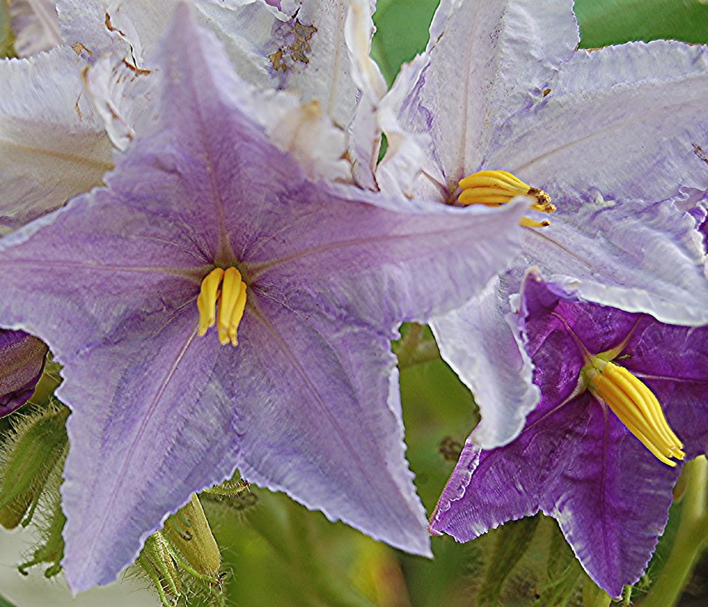 Tissuey starshaped purple flower with golden stamens Flickr