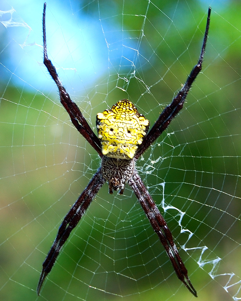 Zipper Spider Photographed in Kauai, Hawaii Bogey Nature Flickr