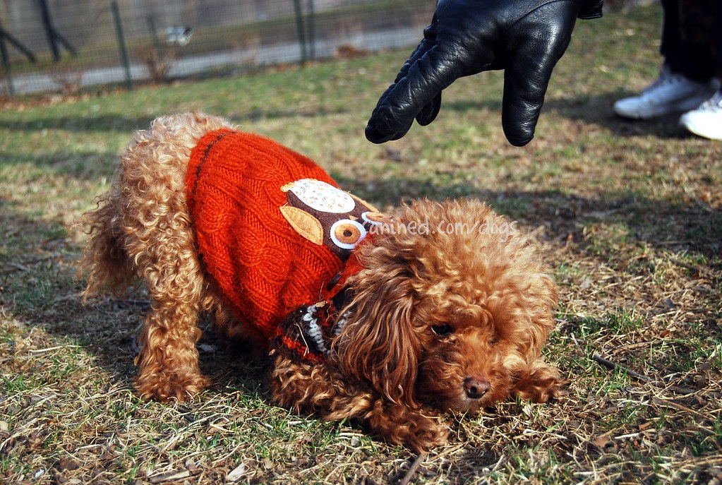 canined groomed teacup toy red poodle dog sweater clothes … Flickr